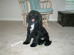 Thumb for cdog.jpg (205 KB)